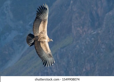 The mighty Andean Condor, spotted at Cruz del Condor in Peru's Colca Canyon.