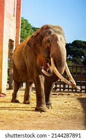 Mighty Big Elephant Captive In Algeria