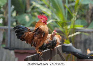 mighty colorful short-legged Bantam chicken perched on wood 