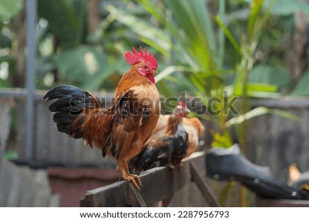 mighty colorful short-legged Bantam chicken perched on wood 