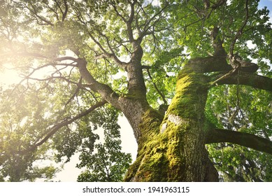 Mighty Deciduous Tree, Close-up, Low Angle View. Wood, Moss Texture, Green Leaves. Soft Sunlight, Sunbeams. Idyllic Summer Landscape. Pure Nature, Environment, Ecology