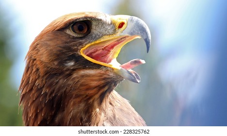 mighty Eagle with its beak wide open