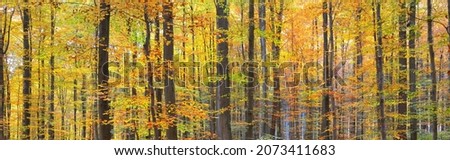 Mighty golden beech trees, tree trunks close-up. Idyllic fairy autumn landscape. Green, red, orange and yellow leaves. Natural textures. Environmental conservation, pure nature. Panoramic view