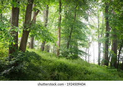 Mighty green trees in a white morning fog, close-up. Hills of deciduous forest at sunrise. Dark atmospheric landscape. Nature, ecology, ecotourism, environmental conservation in Europe. Panoramic view - Powered by Shutterstock