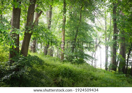 Mighty green trees in a white morning fog, close-up. Hills of deciduous forest at sunrise. Dark atmospheric landscape. Nature, ecology, ecotourism, environmental conservation in Europe. Panoramic view