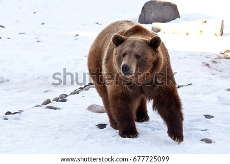 Mighty grisly bear 