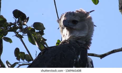 Mighty Harpy Eagle