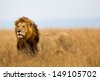 savanna lion
