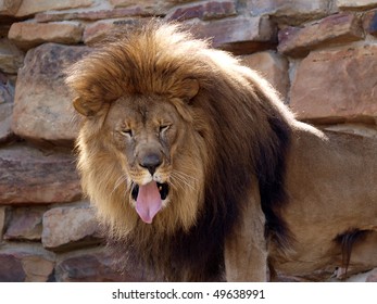 The Mighty Lion With What Appears To Be A Bad Taste In His Mouth