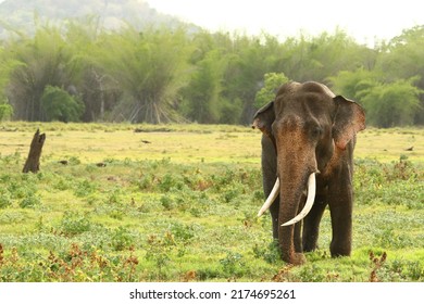 Mighty lone tusker asiatic elephant on the grass plains of Sri Lankan forest. Focised on the elephant, back fround bamboo forest is partially focused to give habitat background. Majestic tusker image.