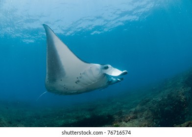 Mighty Manta Ray, Zavora, Mozambique