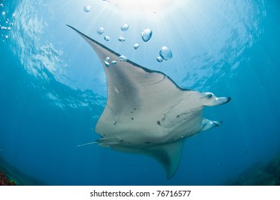 Mighty Manta Ray, Zavora, Mozambique