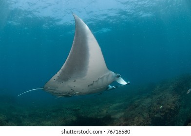 Mighty Manta Ray, Zavora, Mozambique