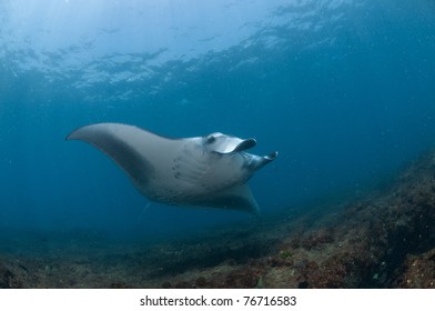 Mighty Manta Ray, Zavora, Mozambique