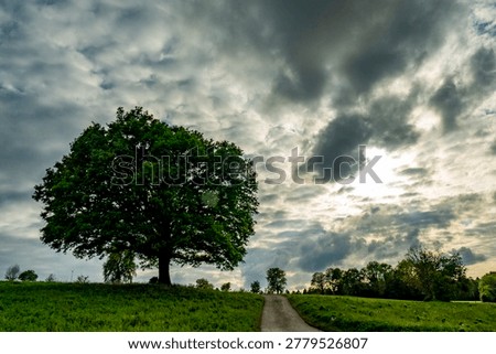 A mighty massive linden tree in spring