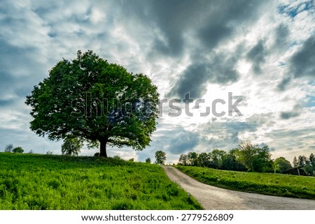 A mighty massive linden tree in spring