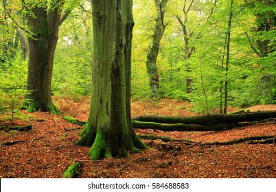 Mighty Moss Covered Beech and Oak Trees in Autumn Forest, fallen leaves covering the ground