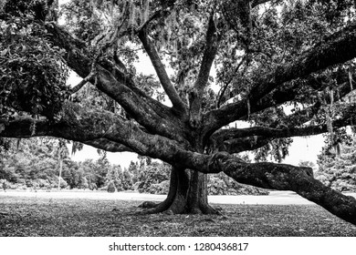The Mighty Oak