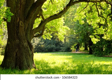 Mighty Oak Tree