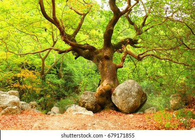 Mighty oak tree