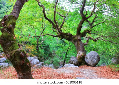 Mighty oak tree