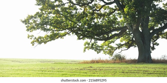 Mighty oak tree with green and golden leaves at sunrise. Morning fog. Picturesque autumn scenery. Nature, trees, farm, lumber industry