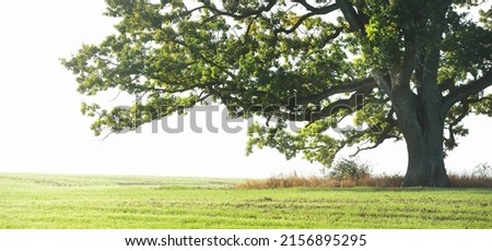 Mighty oak tree with green and golden leaves at sunrise. Morning fog. Picturesque autumn scenery. Nature, trees, farm, lumber industry