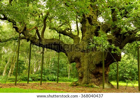 Mighty Oak Tree, Major Oak Tree, Robin Hood's Principle Hideout
