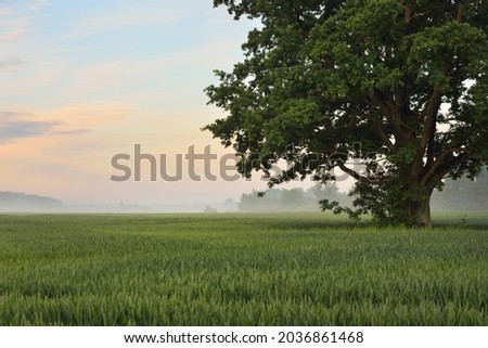 Mighty oak tree on the hills of plowed agricultural field in a fog at sunrise. Picturesque panoramic summer scenery. Idyllic rural scene. Soft sunlight. Nature, trees, farm, lumber industry
