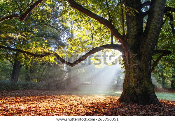 mächtiger Eichenbaum, umhüllt von Sonnenschein Stockfoto