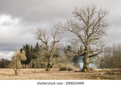 Mighty Old Oak Trees In Latvia.