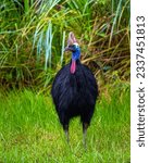mighty southern cassowary seen up close in daintree rainforest national park in queensland, australia, near cairns, large colorful flightless bird, symbol of daintree	