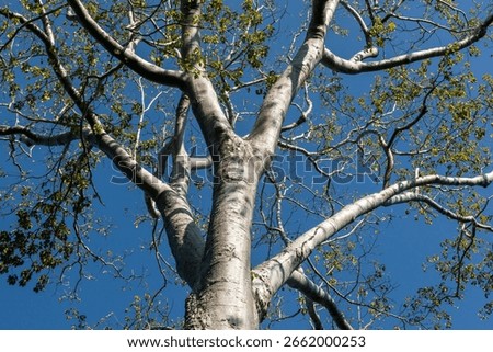 Mighty Tetrameles Thitpok Tree Dramatically Reaching Skyward Above Ancient Ta Prohm Temple Ruins in Cambodia – Towering Giant Engulfing Khmer Stonework