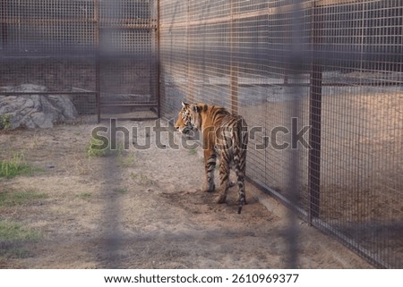 a mighty tiger in a cage