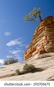 Mighty Tree