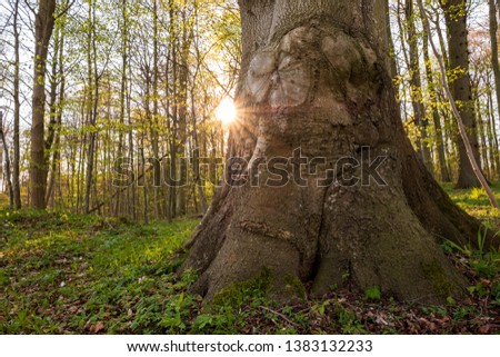 Mighty treetrunk in spring forest with sunstar, Schleswig-Holstein