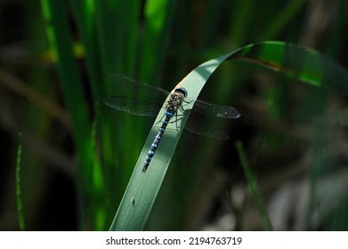 Migrant Hawker Dragonfly On Seedbed