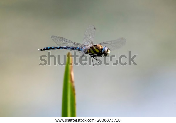 A Migrant Hawker, a species of Darner, flying near a\
reed bed.