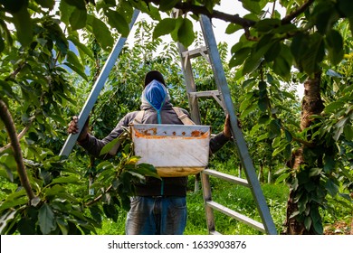 A Migrant Worker Preparing Fruit Picking Ladder And Getting Ready To Pick Sweet Raw Cherries. Harvest In The Cherry Orchard