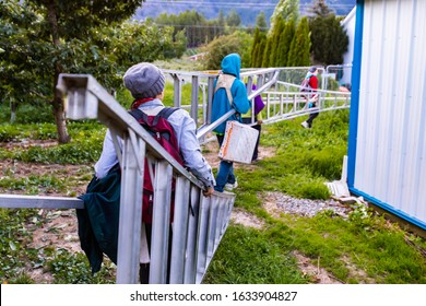 Migrant Workers Carrying Fruit Picking Ladders And Walking To The Cherry Orchard. Seasonal Cherry Harvest. View From Behind