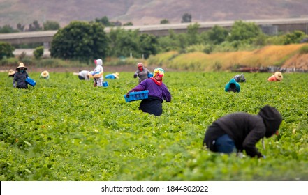 Migrant Workers Picking Strawberries In A Field 