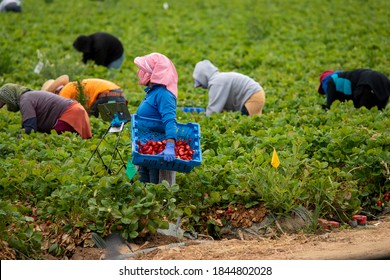 1,481 Migrant Workers In Field Images, Stock Photos & Vectors ...