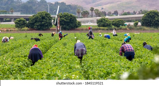 Migrant Workers Picking Strawberries In A Field 