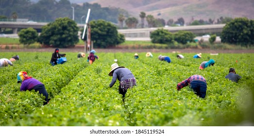 Migrant Workers picking strawberries in a Field  - Shutterstock ID 1845119524
