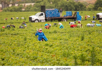 Migrant Workers picking strawberries in a Field .A pallet truck is in the background. - Shutterstock ID 1845240499