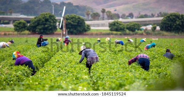 Migrant Workers\
picking strawberries in a Field\
