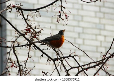 Migrating American Robin Enjoying Its Share Of Berries, Finding A Warmer Place To Shelter In Boston. The Bird Was Sighted At Northeastern University  Campus.