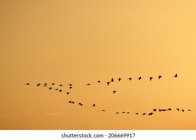 Migrating Birds On V Formation On Golden, Orange Sky.