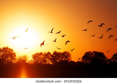 Migrating Birds At Sunset. Black Outlines Of Birds And Trees. Orange And Red Sun 