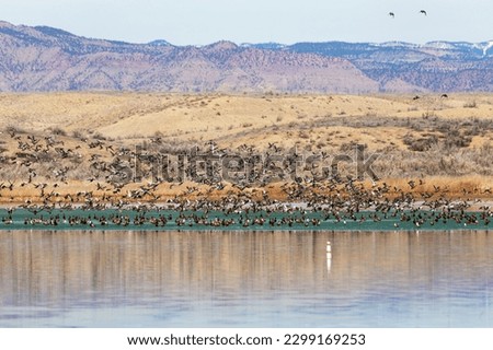Migrating Birds taking off at Highline Lake State Park in western Colorado